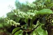 Tapa de Taxonomy of Angiosperms
