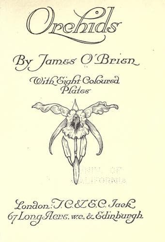 Tapa de Orchids