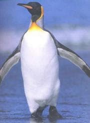 Tapa de The king penguin, Aptenodytes patagonica of South Georgia