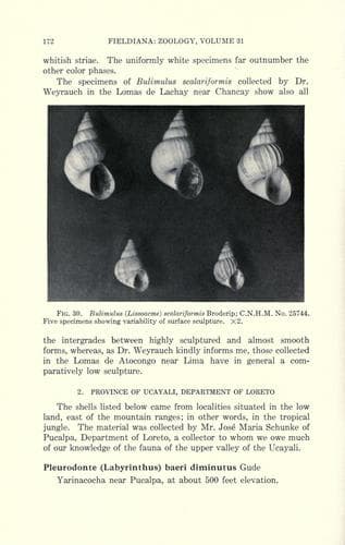 Tapa de Malacological notes