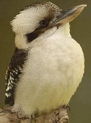 Tapa de How the Kookaburra Got His Laugh