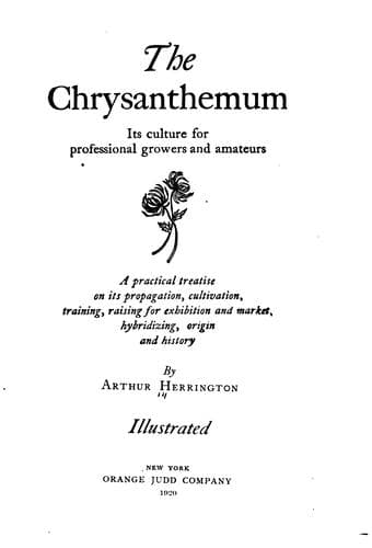 Tapa de The chrysanthemum