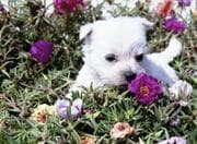 Tapa de Puppy's Memory Book