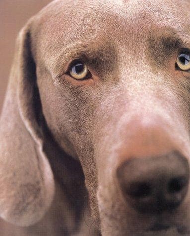 Tapa de William Wegman Polaroids