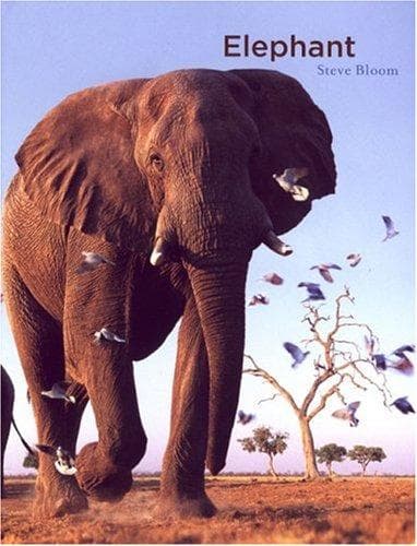 Tapa de Elephant