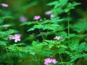 Tapa de Behold the Lilies of the Field