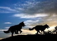 Tapa de Wolf at the door