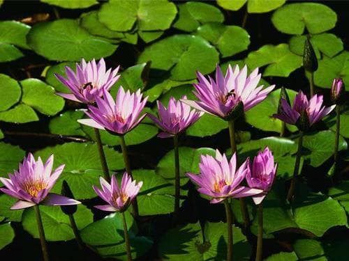 Tapa de Fernando E Isabel