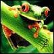 Tapa de The ABCs of Plants (The Abcs of the Natural World)