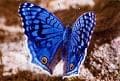 Tapa de Lepidopteran anatomy