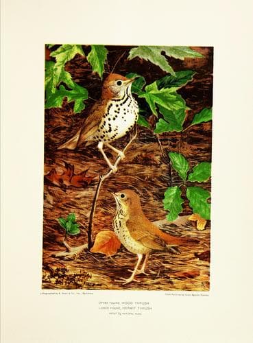 Tapa de [Bird paintings]