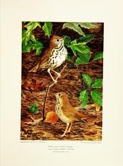 Tapa de [Bird paintings]