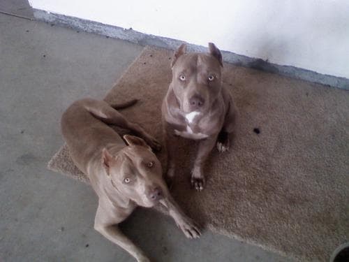 Tapa de How to train a guard dog