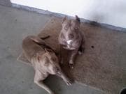 Tapa de How to train a guard dog