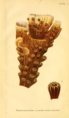 Tapa de Corals and coral islands.