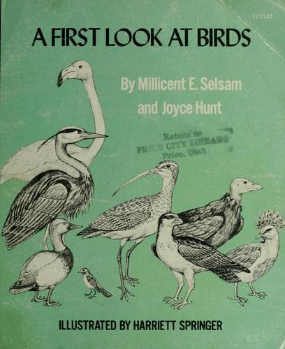Tapa de A first look at birds