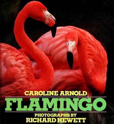 Tapa de Flamingo
