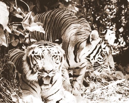 Tapa de Jungles Long Ago