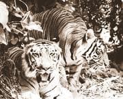 Tapa de Jungles Long Ago