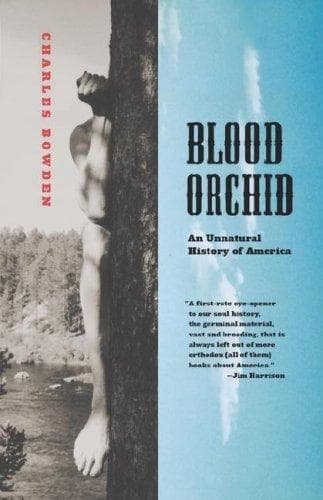 Tapa de Blood Orchid