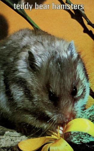 Tapa de Teddy bear hamsters