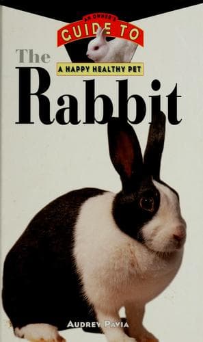 Tapa de The Rabbit