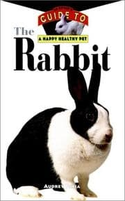 Tapa de The Rabbit