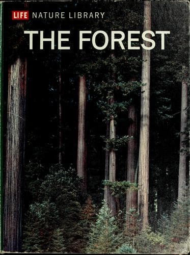 Tapa de The forest