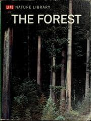 Tapa de The forest