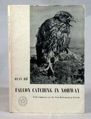 Tapa de Falcon catching in Norway
