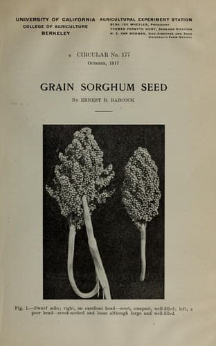 Tapa de Grain sorghum seed
