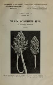 Tapa de Grain sorghum seed