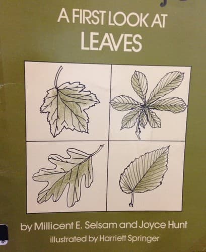 Tapa de A First Look at Leaves