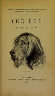 Tapa de The dog
