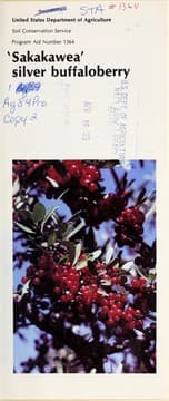 Tapa de 'Sakakawea' silver buffaloberry