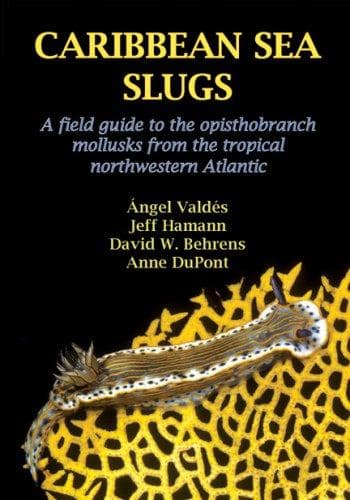 Tapa de Caribbean sea slugs