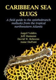 Tapa de Caribbean sea slugs