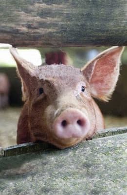 Tapa de Pig Blank Journal