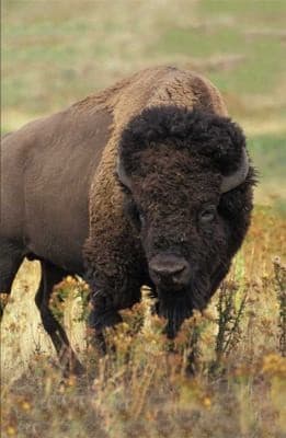 Tapa de Moose Blank Journal