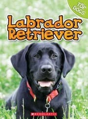 Tapa de Labrador Retriever