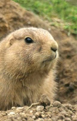 Tapa de Prairie Dog Blank Journal