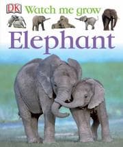 Tapa de Elephant
