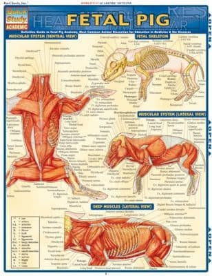 Tapa de Fetal Pig