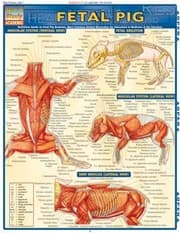 Tapa de Fetal Pig