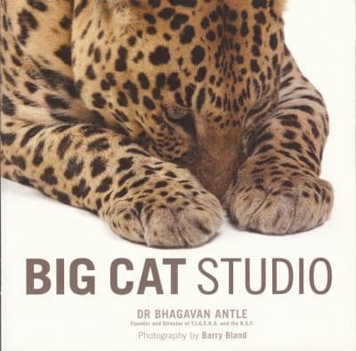 Tapa de Big Cat Studio