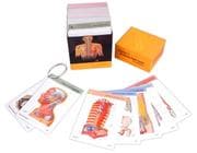 Tapa de Netter's Anatomy Flash Cards