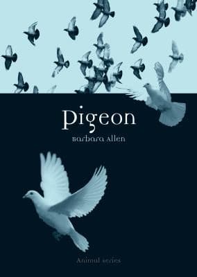 Tapa de Pigeon