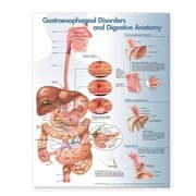 Tapa de Gastroesophageal Disorders And Digestive Anatomy