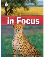 Tapa de Cheetahs In Focus
