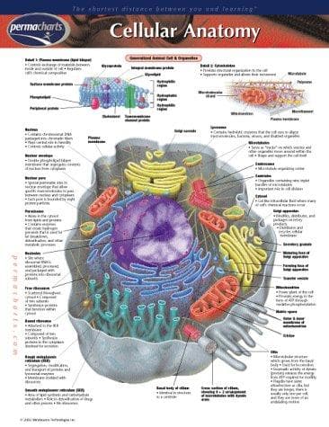 Tapa de Cellular Anatomy
